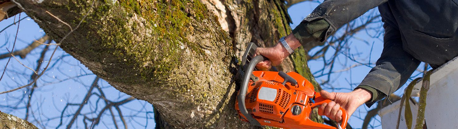 It’s Advisable To Hire a Jacksonville Tree Removal Professional