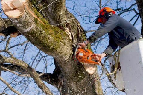 Why you need a Professional Miami FL Arborist