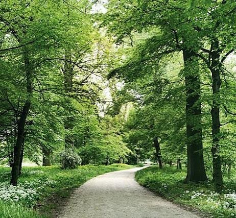 How Do Trees Contribute to the Environment?