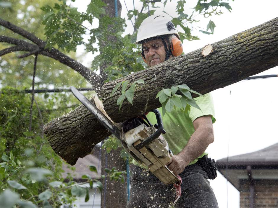 Finding Out if Your Trees Could Be Hazardous