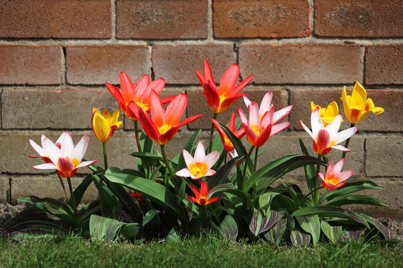 How to Add Tropical Beauty to Your Gardening
